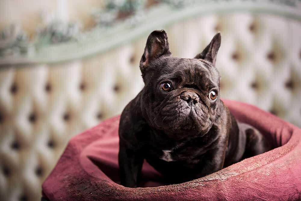 Best dog breeds for apartment dwellers