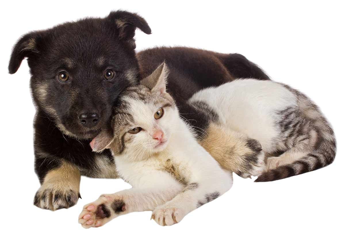“Clear the Shelters” Day this Saturday