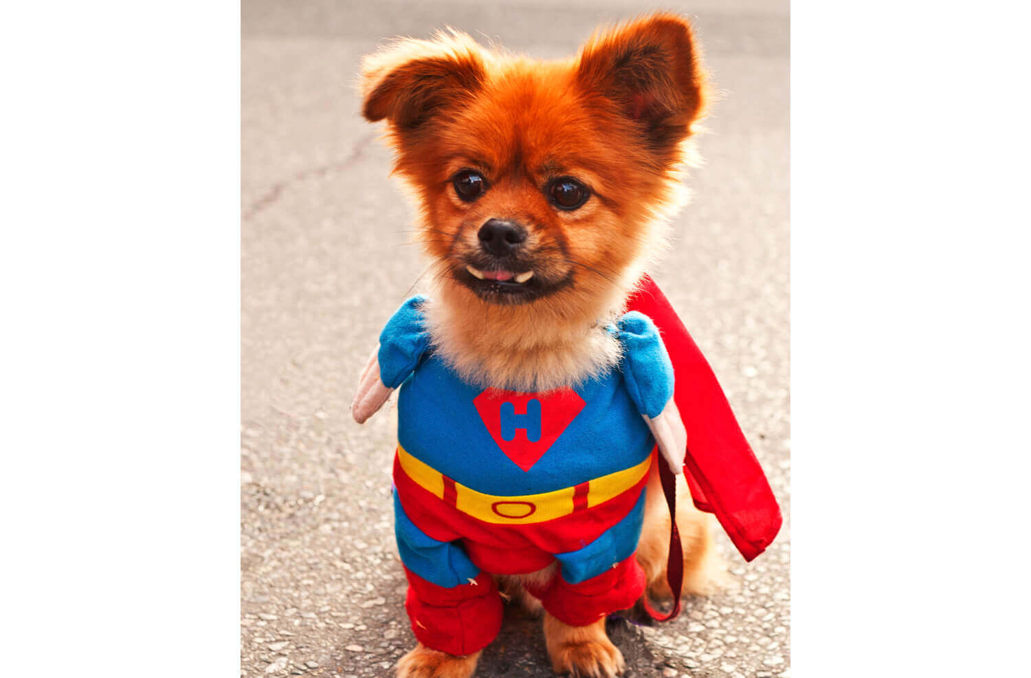 Is Your Dog’s Halloween Costume the Best?