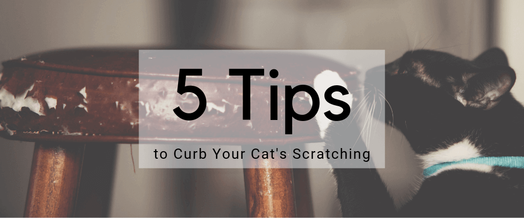 5 Tips to Curb Your Cat’s Scratching