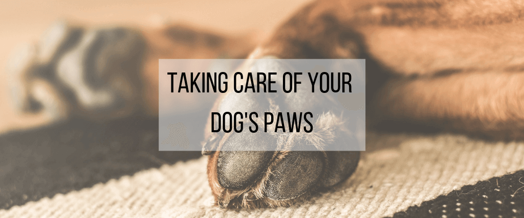 Taking Care of Your Dog’s Paws