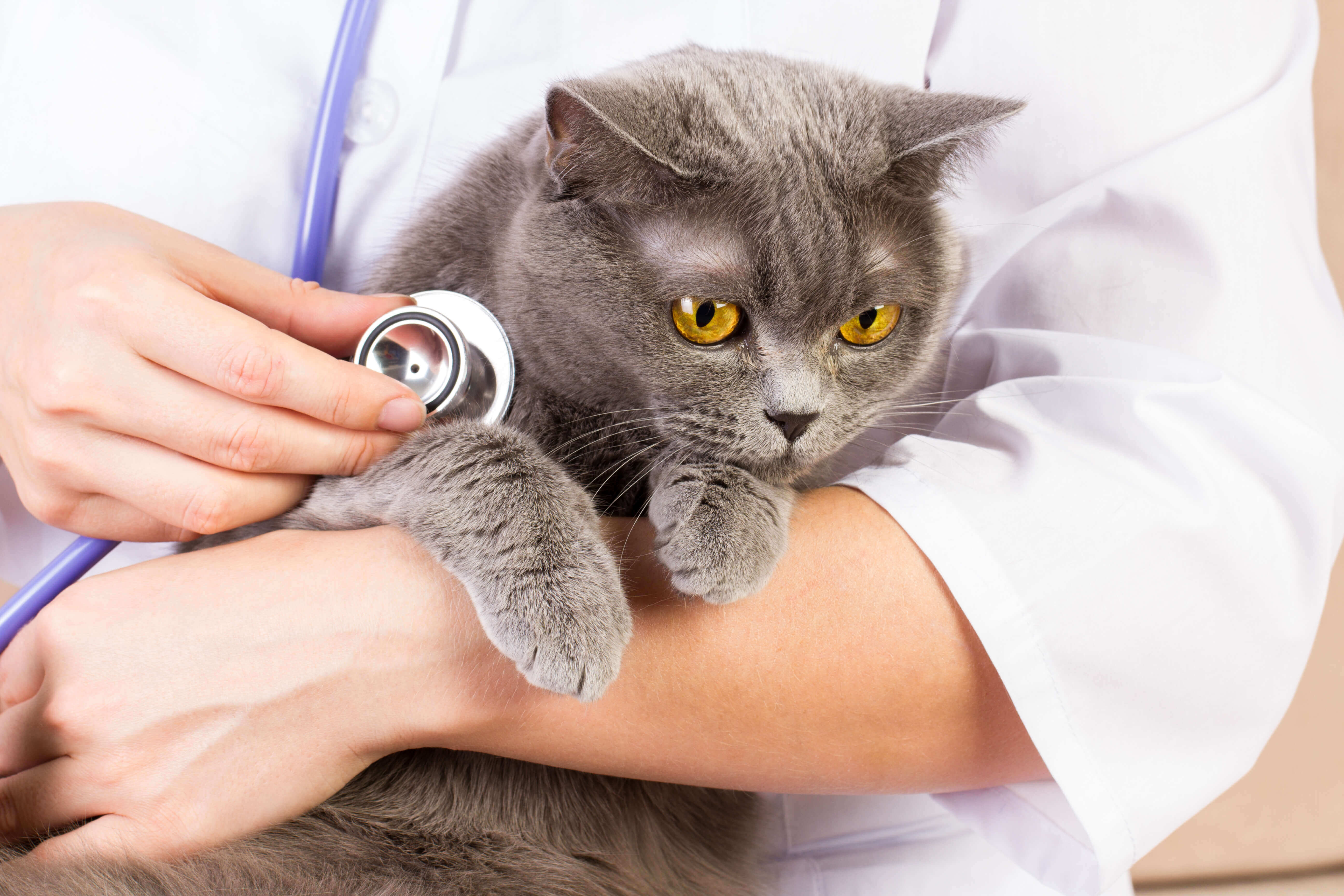 Keep Your Pet’s Healthy in 2016