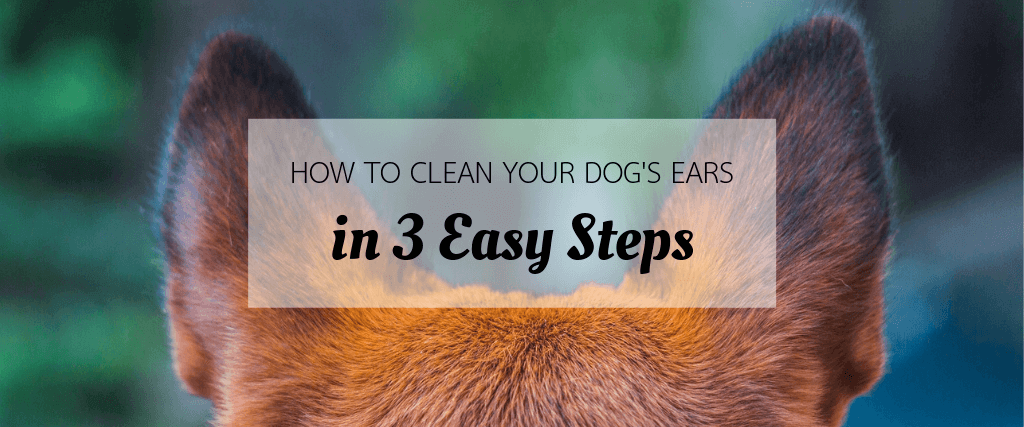 How to Clean Your Dog’s Ears in 3 Easy Steps