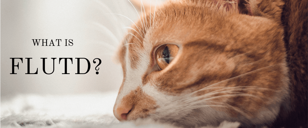 What Is Feline Lower Urinary Tract Disease (FLUTD)?