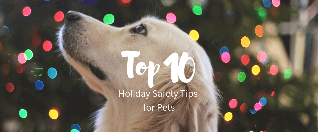 Top 10 Holiday Safety Tips for Pets