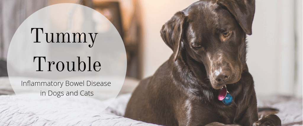 Tummy Trouble: Inflammatory Bowel Disease in Dogs and Cats