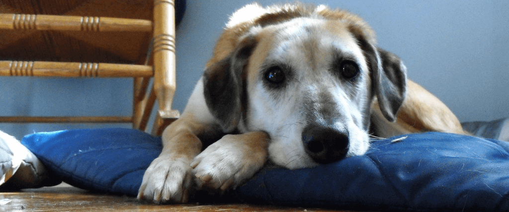 Recognizing Signs of Pain in Your Pet