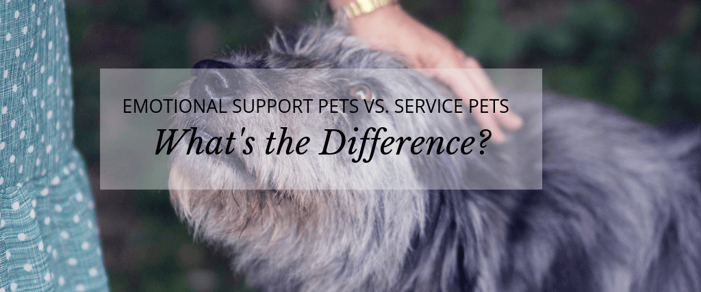 Emotional Support Pets vs. Service Pets: What’s the Difference?