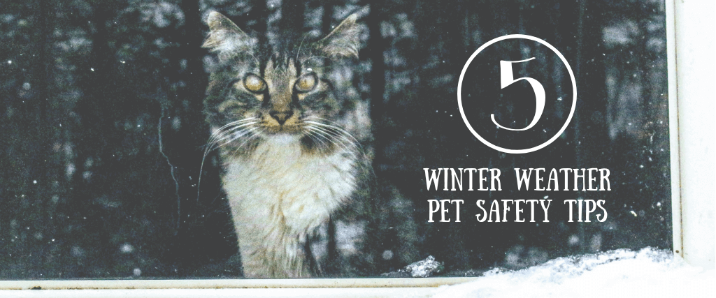 Warm and Fuzzy: 5 Winter Weather Pet Safety Tips 