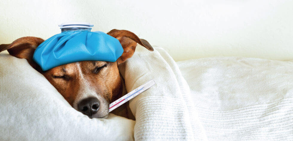Canine Influenza in Manhattan