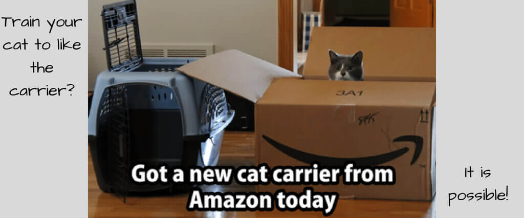 How to Train Your Cat to Like the Cat Carrier - It IS Possible!
