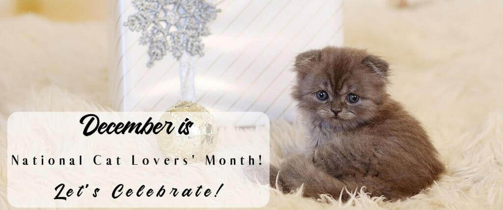 Celebrate National Cat Lovers’ Month this December