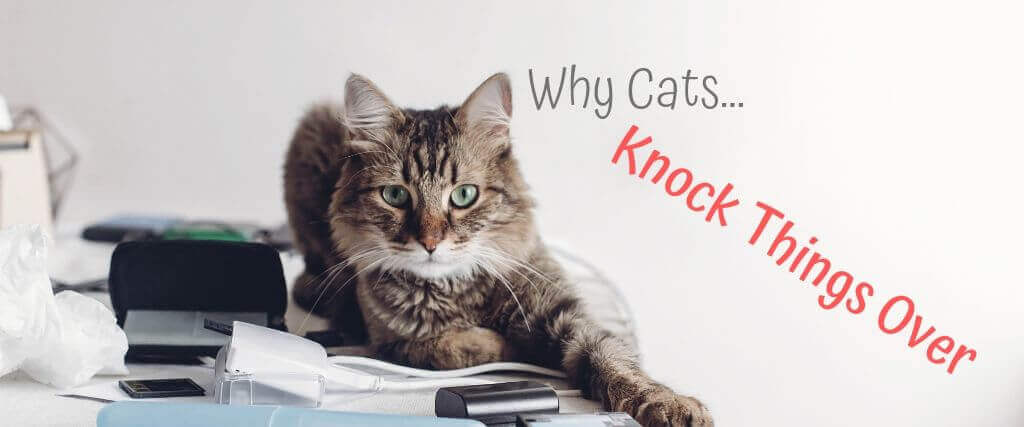 Why Cats Knock Things Over