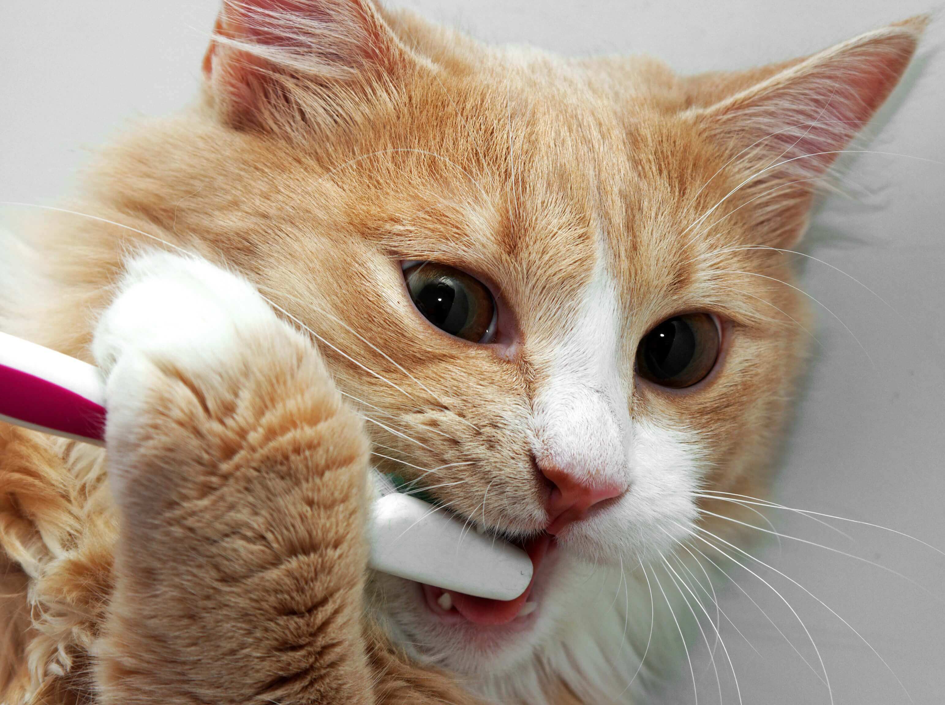cat-brushing-teeth