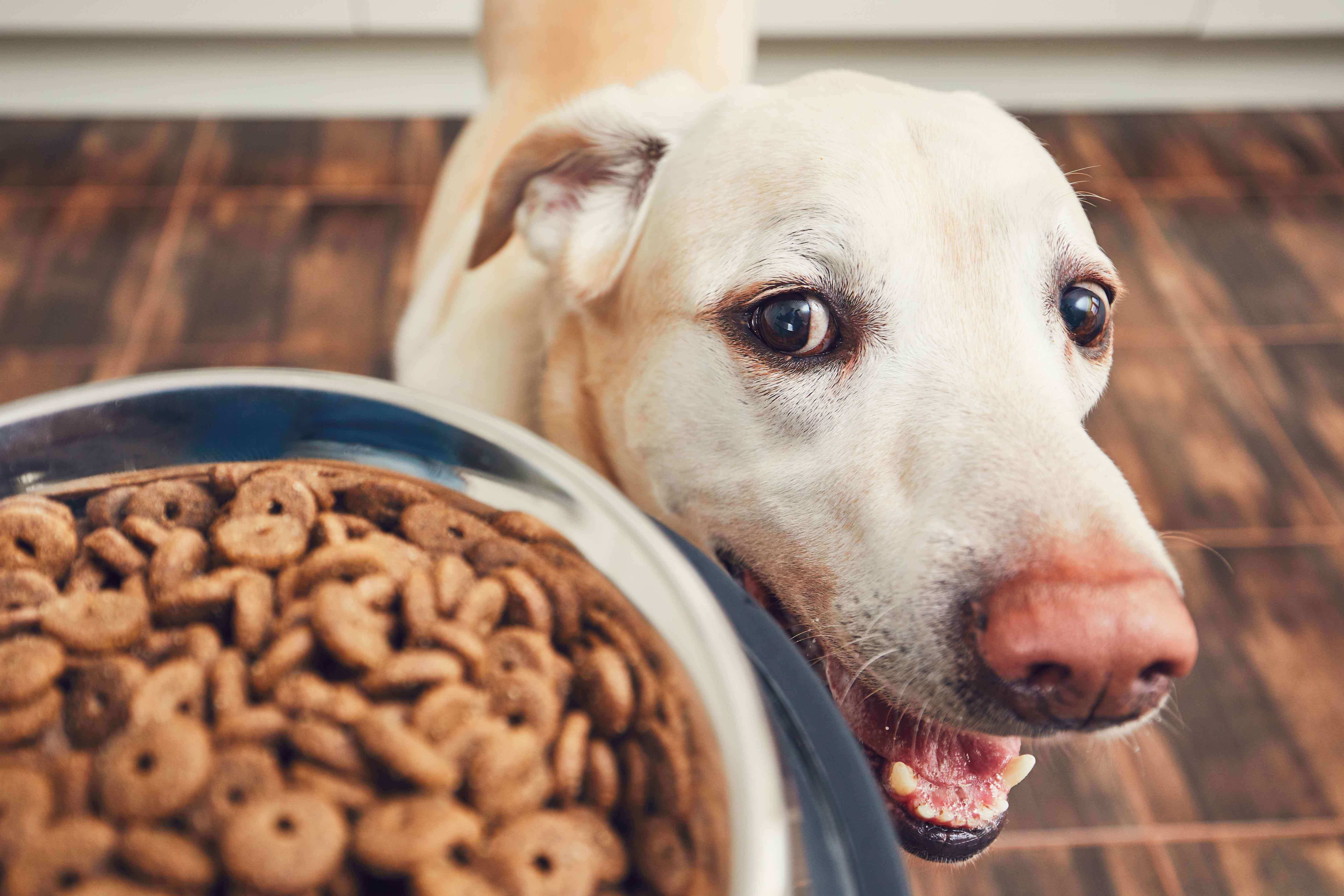 Genetics Markers Prove Dogs Have Evolved To Digest Carbohydrates And Starches