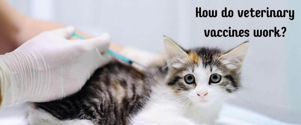 How Veterinary Vaccines Work 