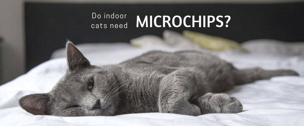 Why Should Indoor-Only Cats be Microchipped?