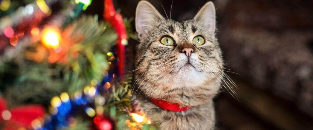 The Secret to Keeping Your Cat Safe and Slender This Holiday Season