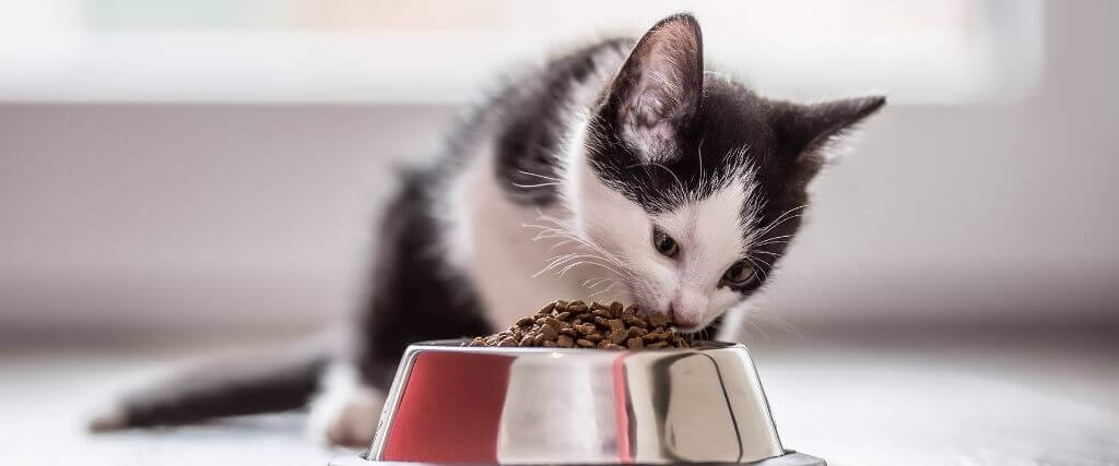 The Can't-Miss Guide to Optimal Kitten Nutrition