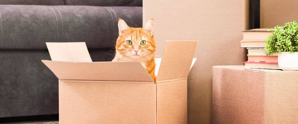5 Tips for Ensuring a Seamless Move with Cats