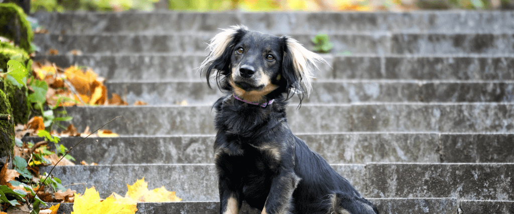 National Mutt Day: 5 Reasons to Celebrate Mixed Breed Dogs
