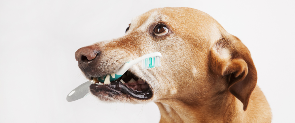 Post-Op Dental Care and Home Dental Care for Dogs