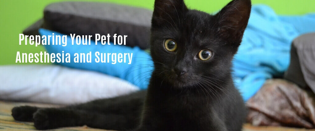 Preparing Your Pet for Anesthesia and Surgery
