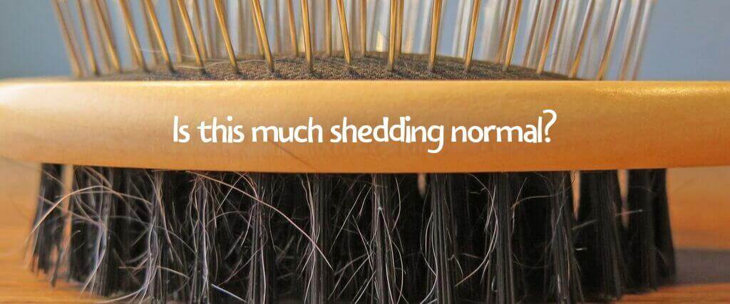 Is This Much Shedding Normal? When Hair Loss in Pets is Problematic