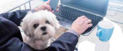 The Secret to Staying Sane While Working From Home With Pets