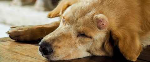What You Need to Know About Dog Cancer Symptoms and Treatment