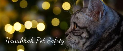6 Tips for Hanukkah Pet Safety 