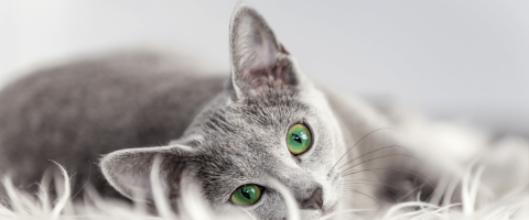 7 Signs Your Cat May Be Sick That Warrant a Call to the Vet