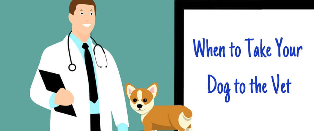 When to Take Your Dog to the Vet