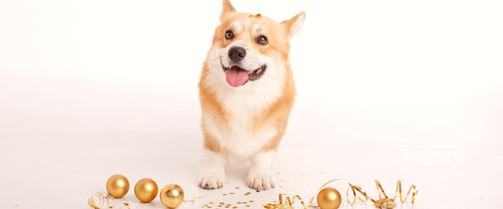 New Year's Resolutions For Your Pets