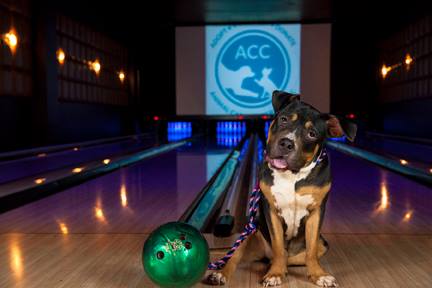 Animal Care Centers of NYC’s 2016 Pit Bowl