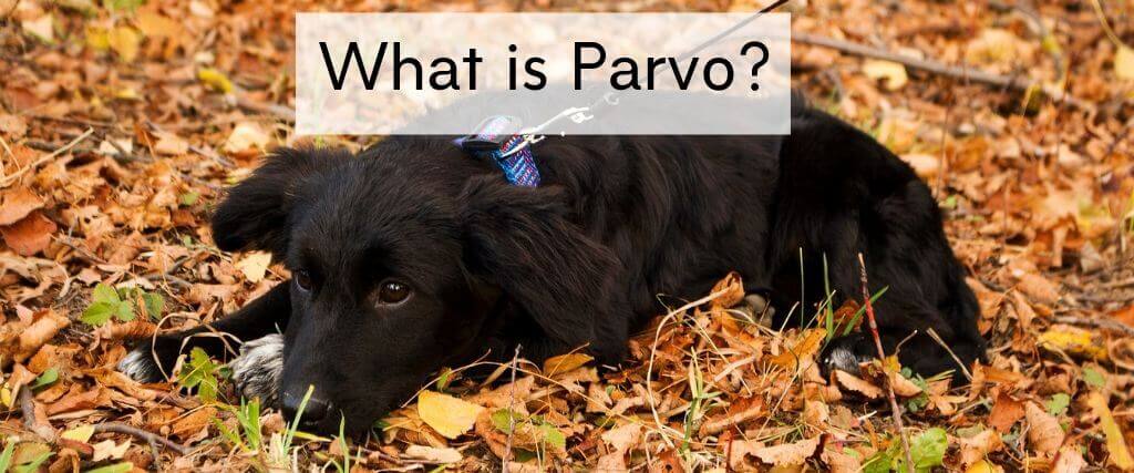 What is Parvovirus (Parvo)?