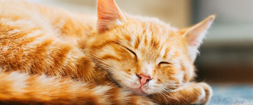 Photo inspiration: Feline Leukemia Virus Felv What Every Cat Owner Should Know Photo Inspiration