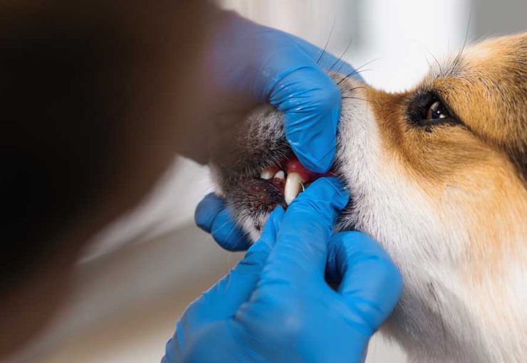 how to clean dogs teeth