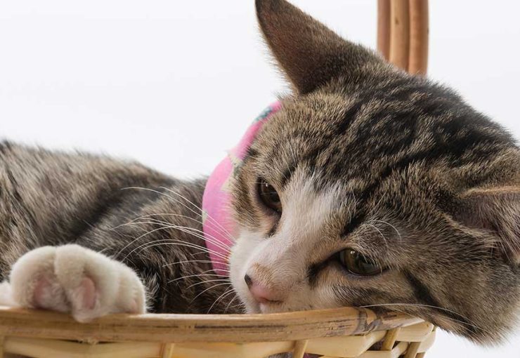 common cat illnesses