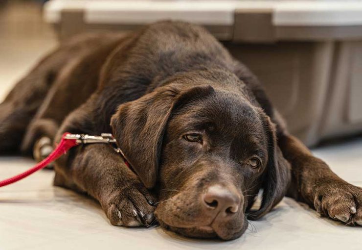 how to tell if your dog is sick