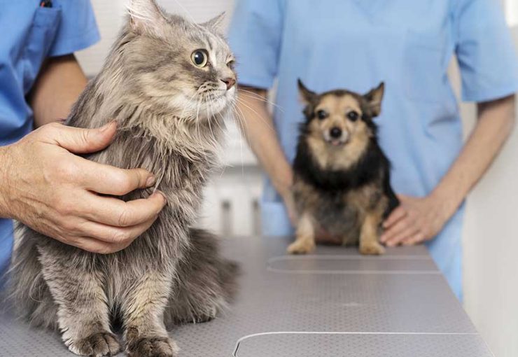 benefits of spaying and neutering