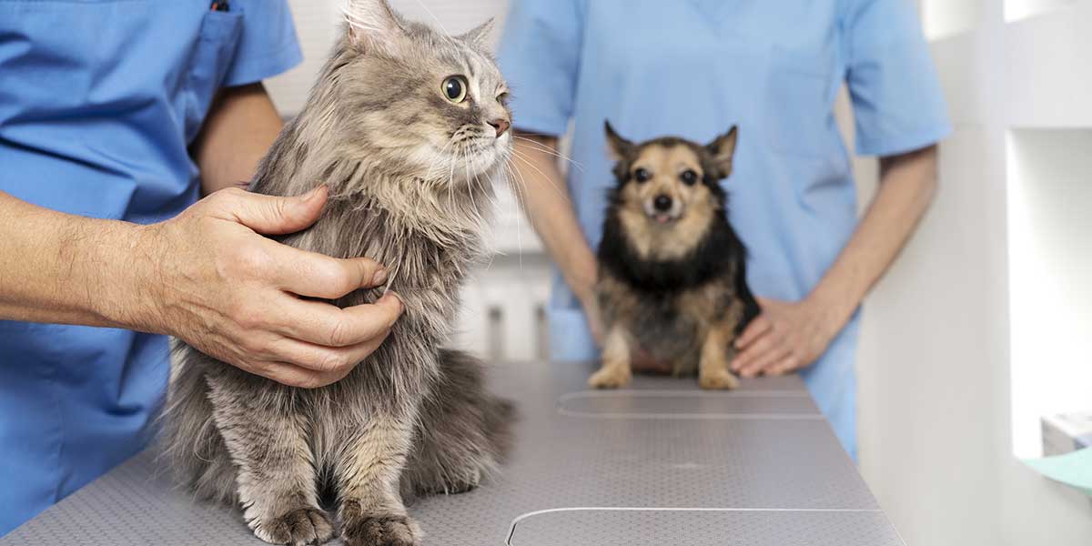 benefits of spaying and neutering