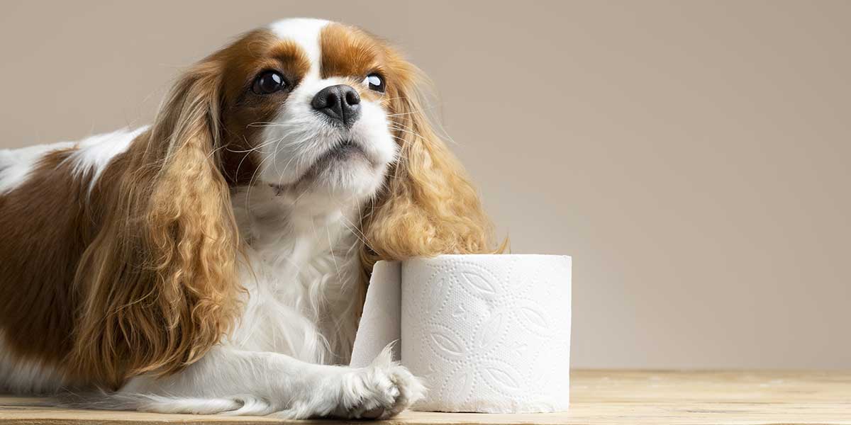 diarrhea in pets