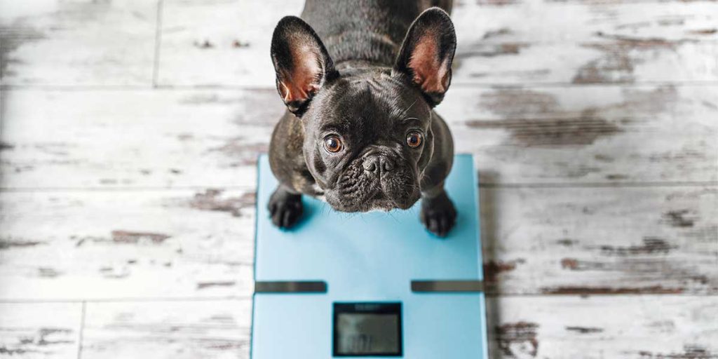 How To Help A Dog Lose Weight Photo Inspiration
