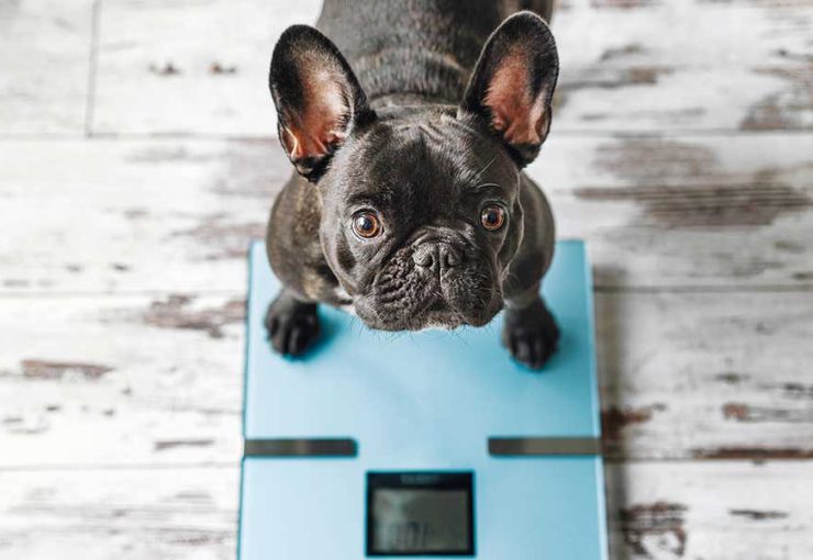 how to help a dog lose weight