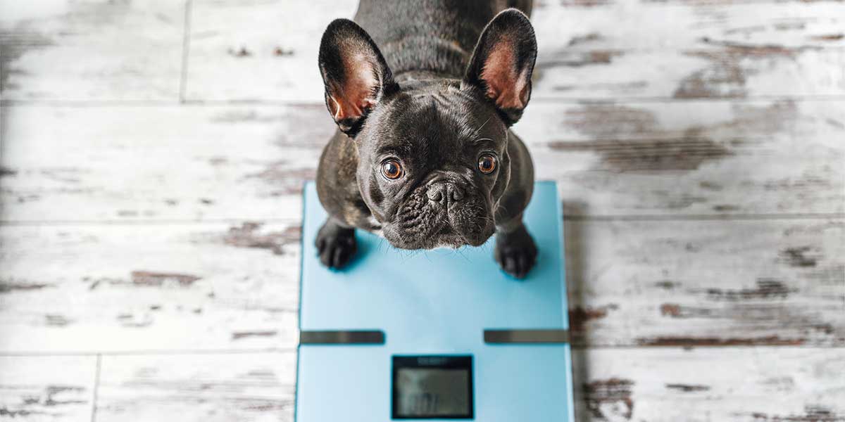 how to help a dog lose weight