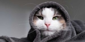 Why Your Cat Is Coughing and Wheezing