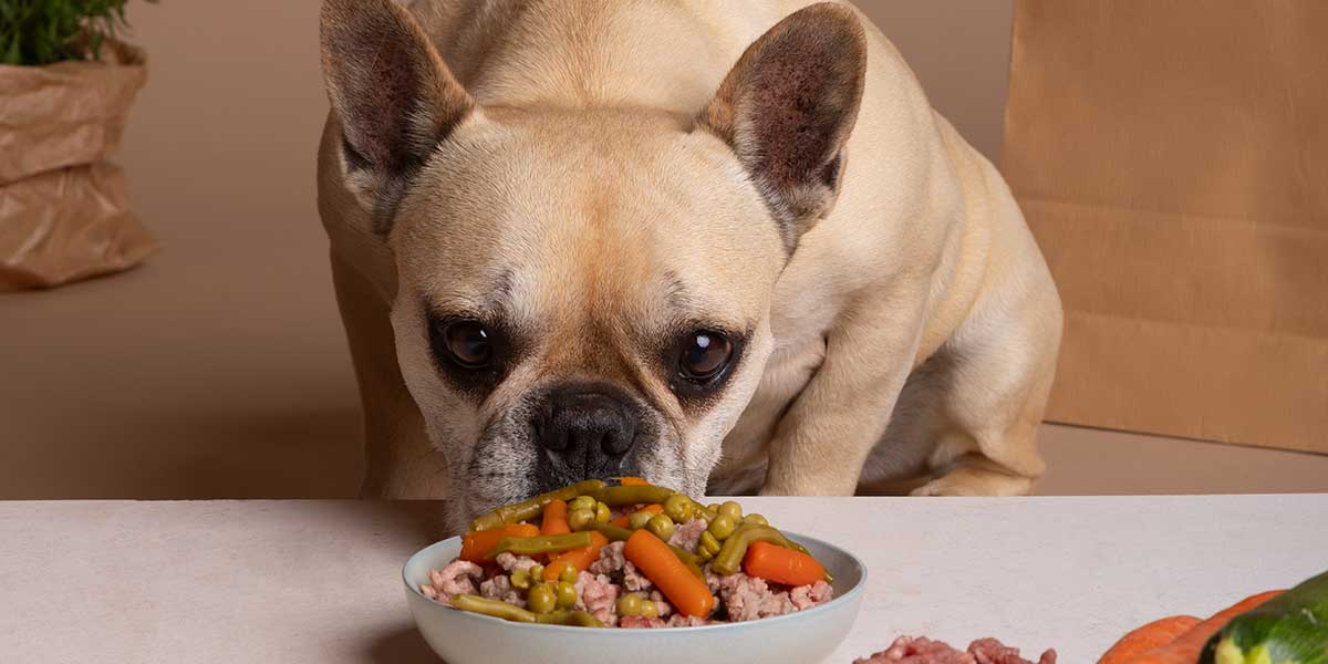 Can You Develop Dog Allergies Later in Life? Surprising Facts Revealed