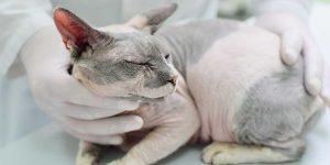 Early Signs of Kidney Disease in Cats Every Owner Should Know