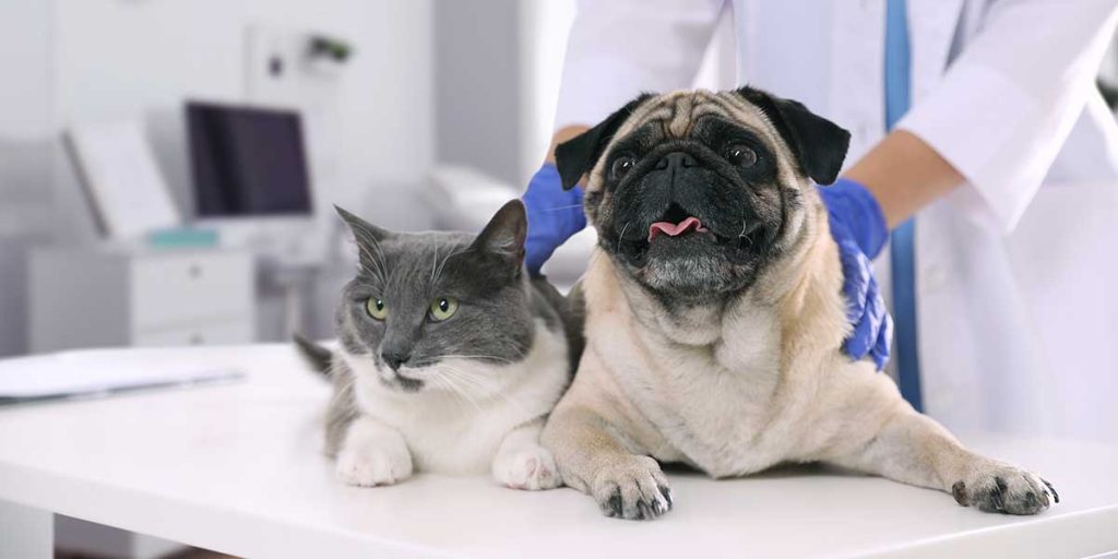 pet health statistics​
